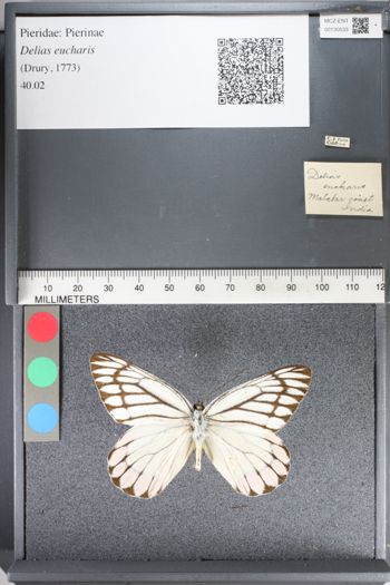 Media type: image;   Entomology 130533